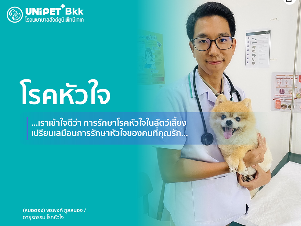 โรคหัวใจในสัตว์เลี้ยง: สาเหตุ อาการ และการรักษา